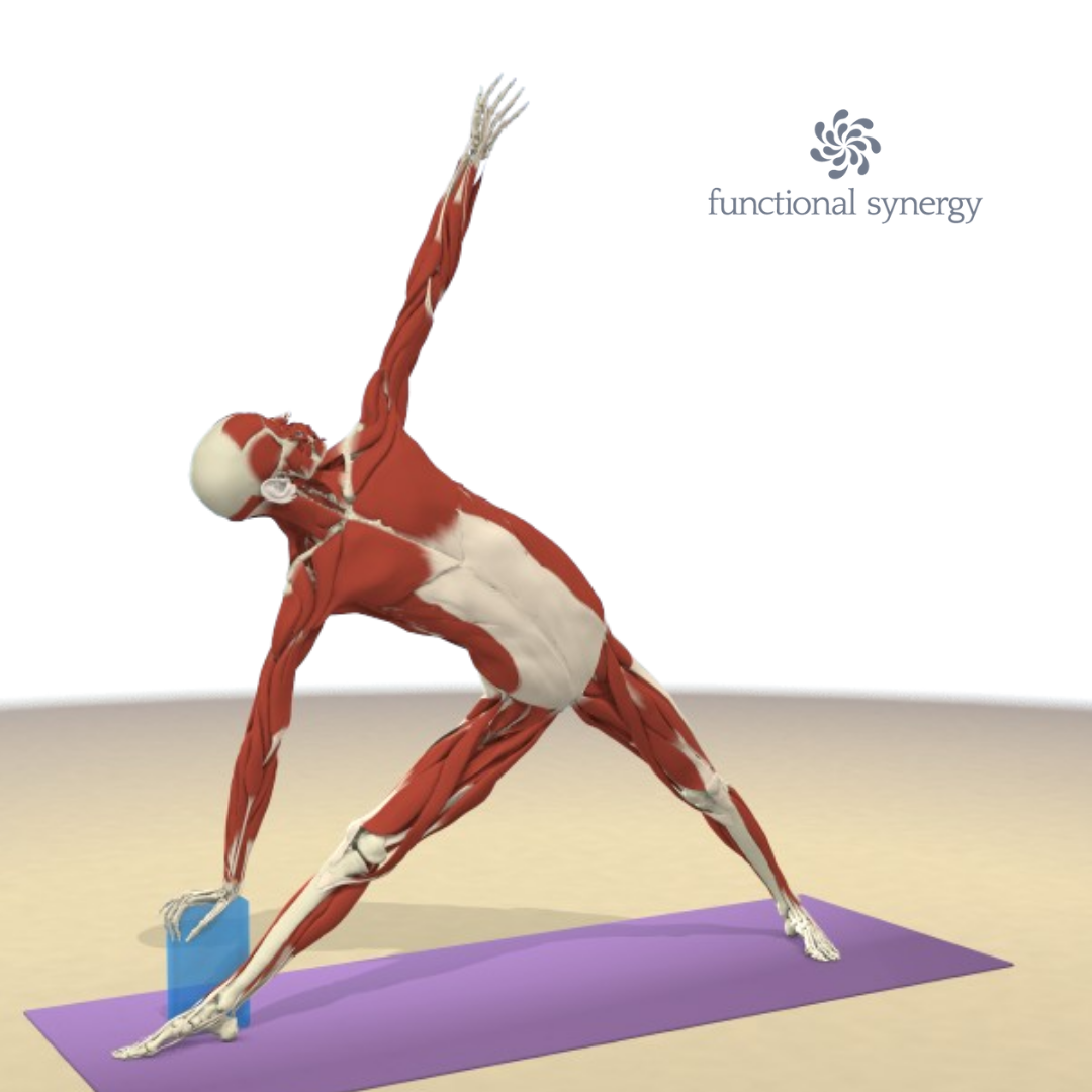 Utthita Trikonasana / Extended Triangle Pose – The 3 Angles! – Yoga365Days